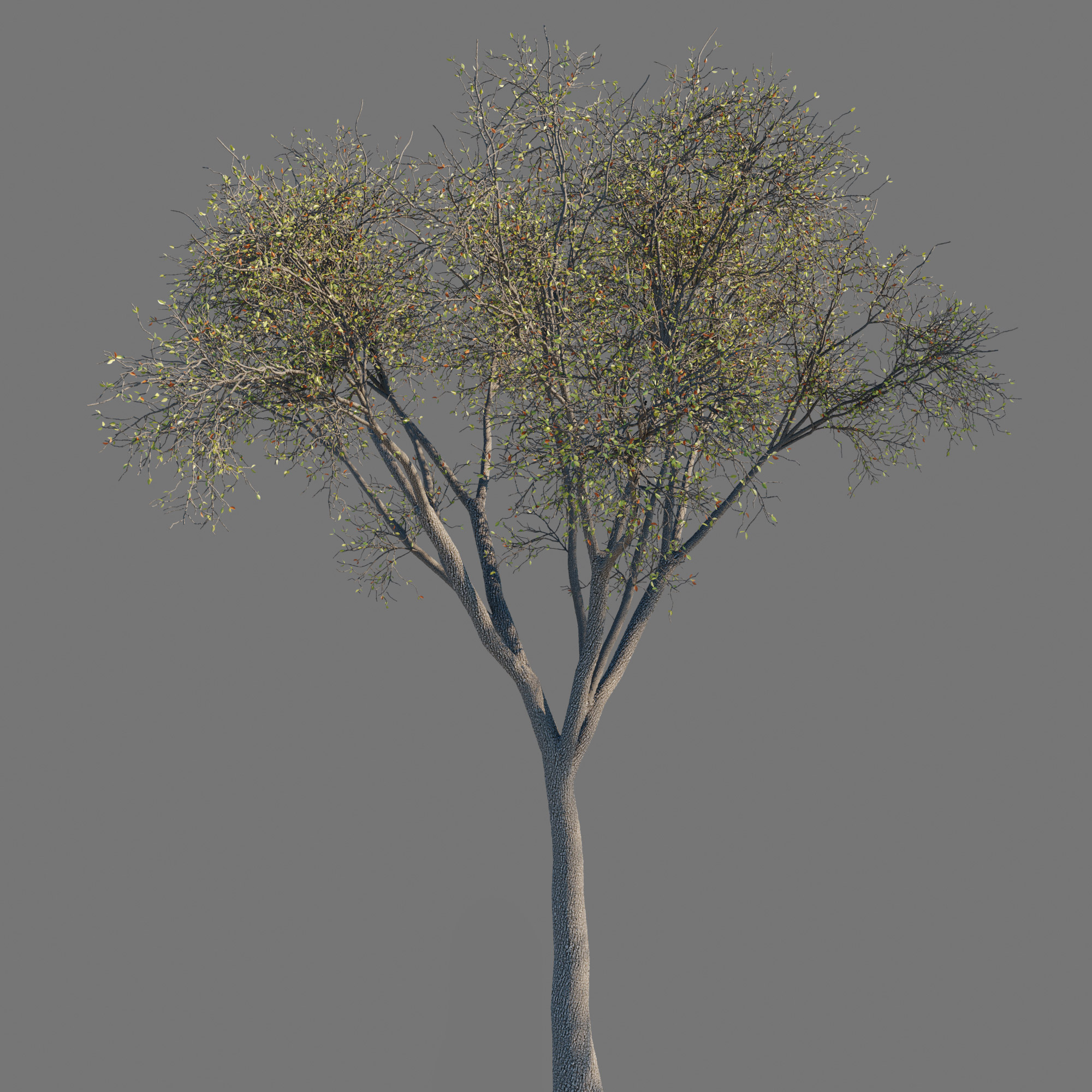 Background_Large Tree