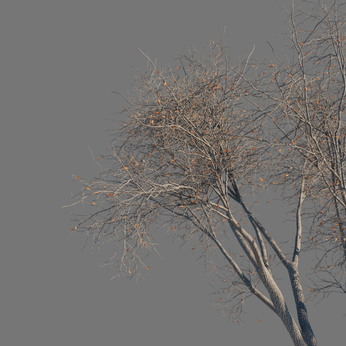 Background_Large Tree_Leaves