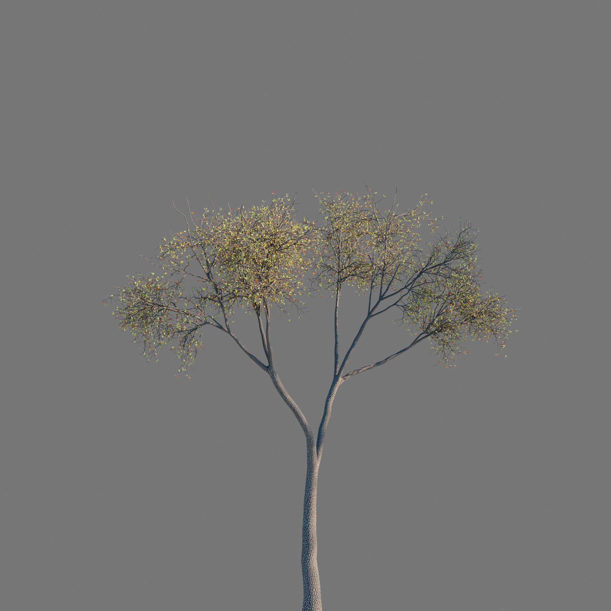 Background_Small Tree